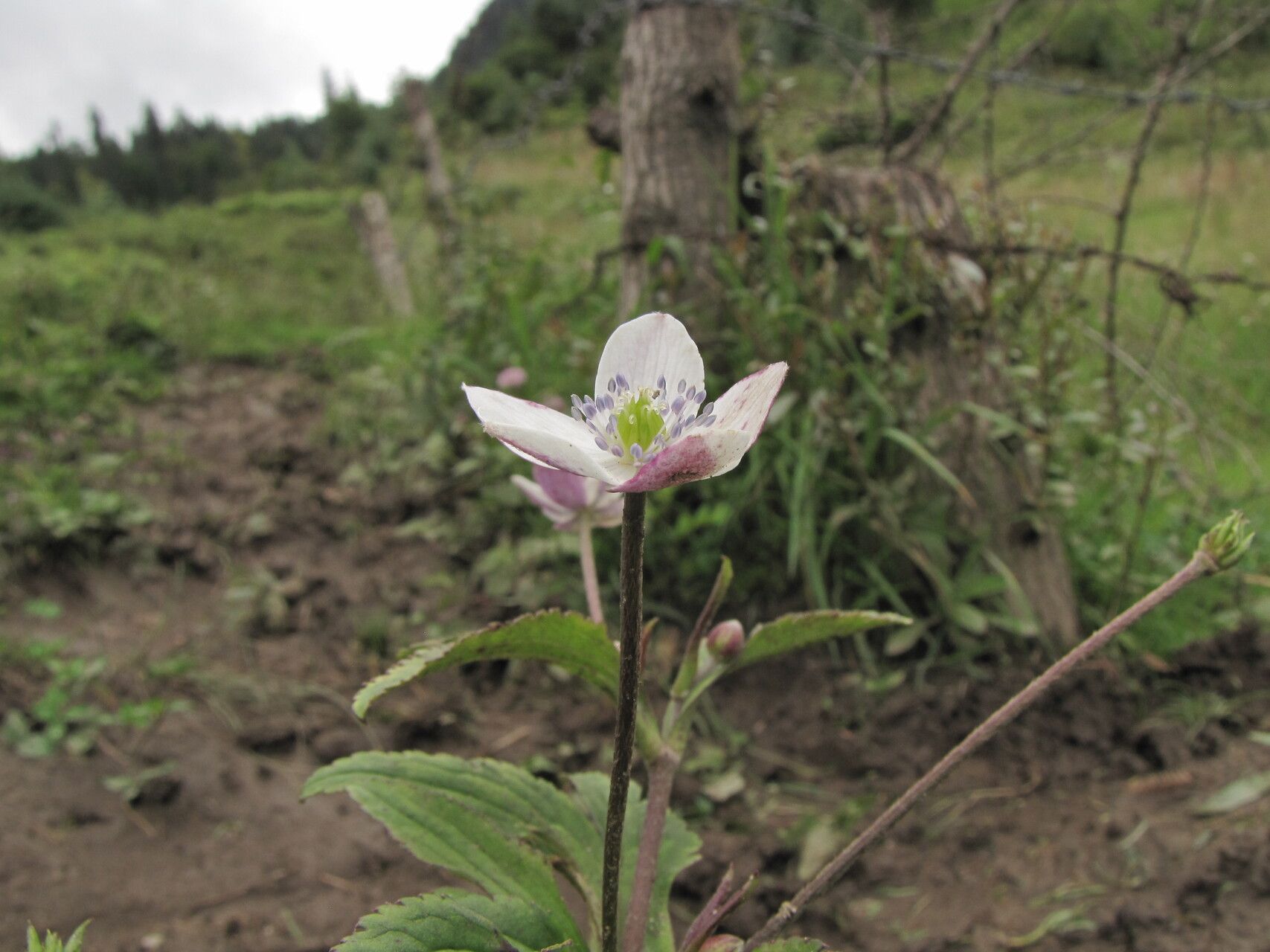 Eriocapitella rivularis flower