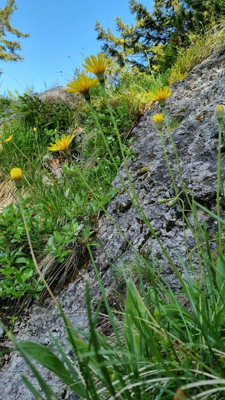 Leontodon incanus habit