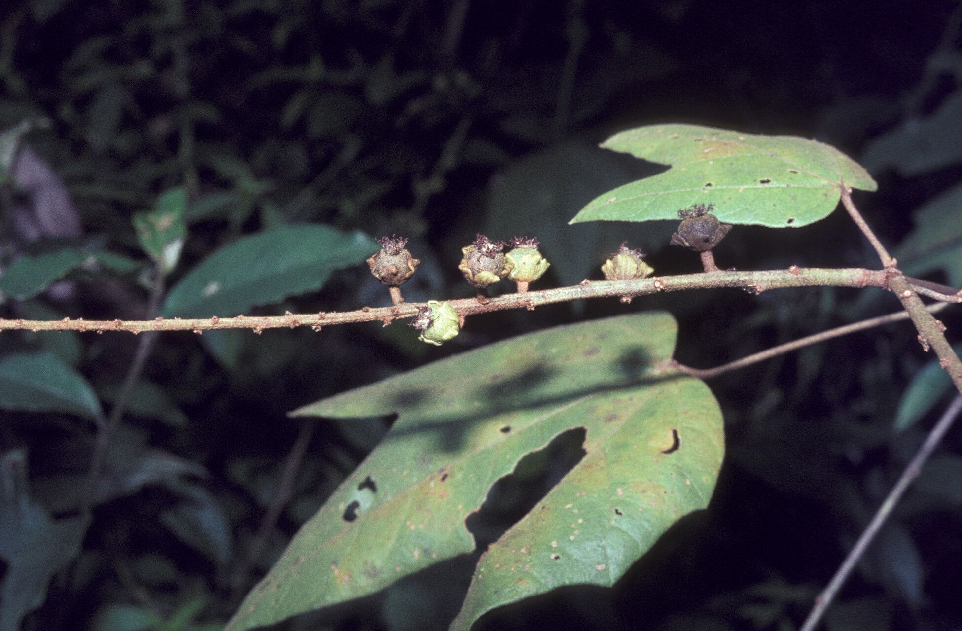 Croton nuntians fruit