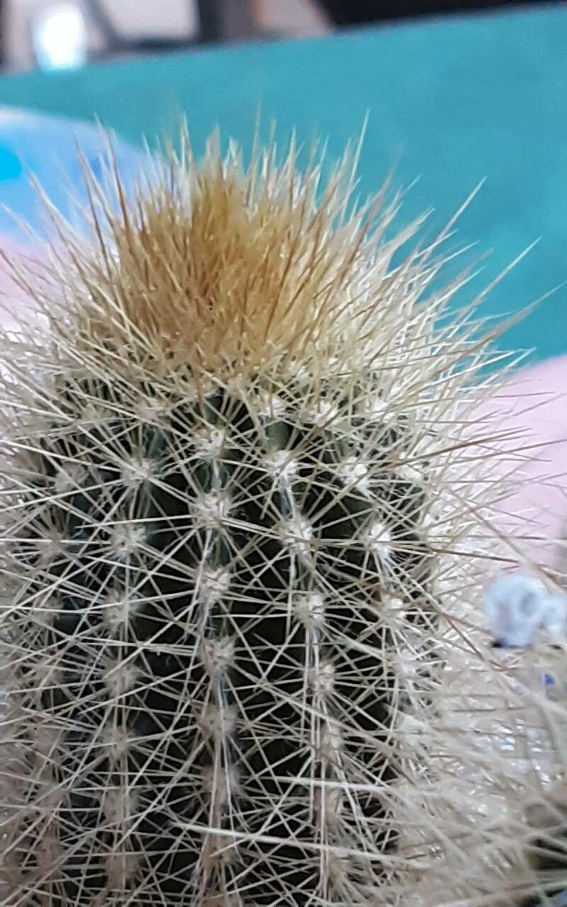 Pilosocereus chrysostele flower