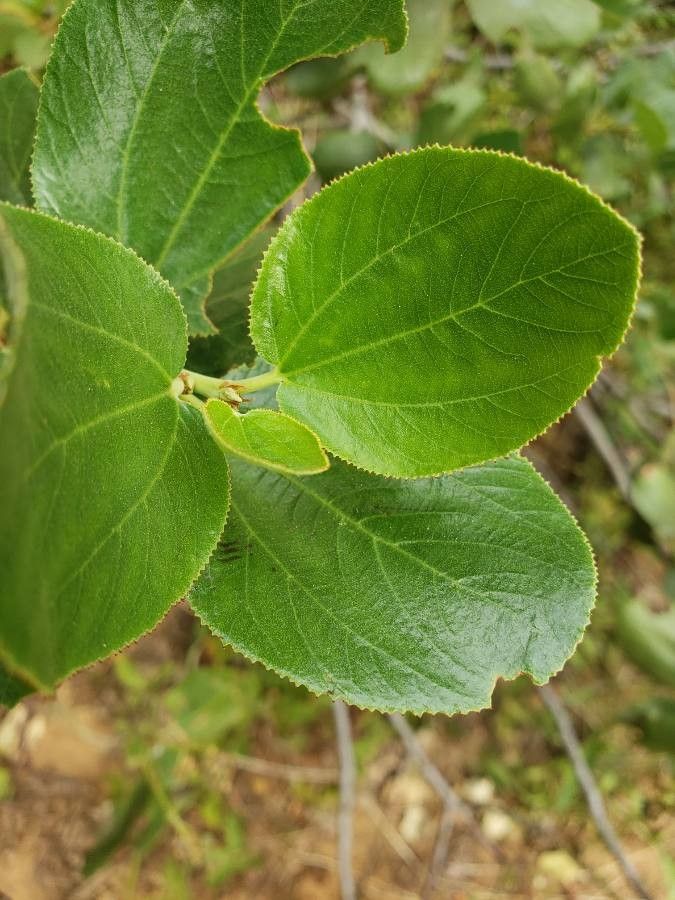 Ceanothus velutinus leaf