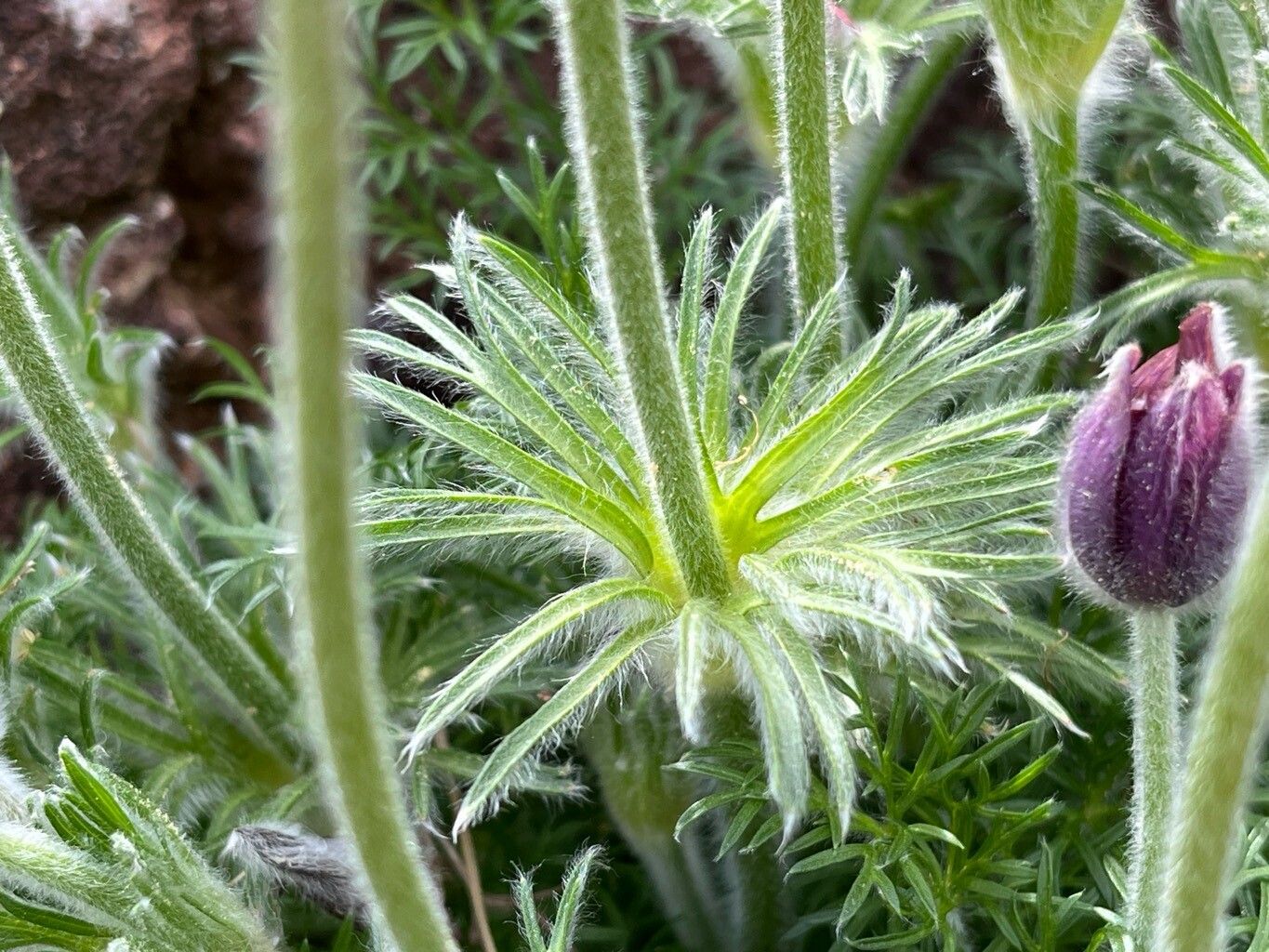 Pulsatilla ambigua — related species from the same genus