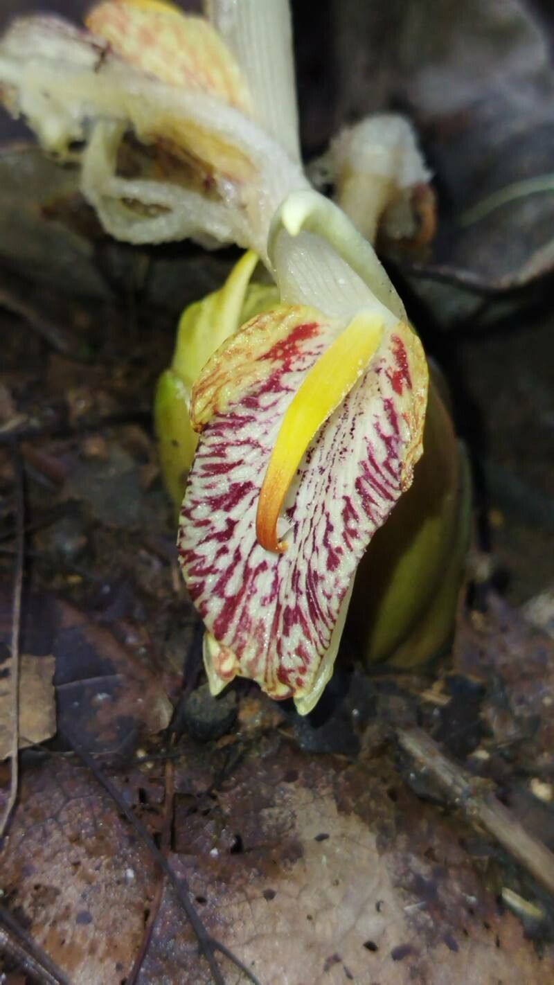 Zingiber cernuum flower