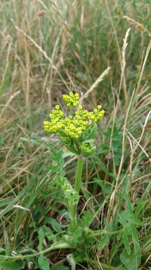 Polytaenia nuttallii flower