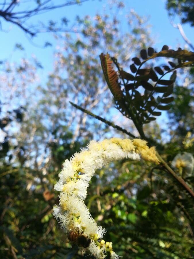 Acacia muricata flower