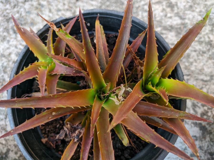 Orthophytum harleyi — related species from the same genus