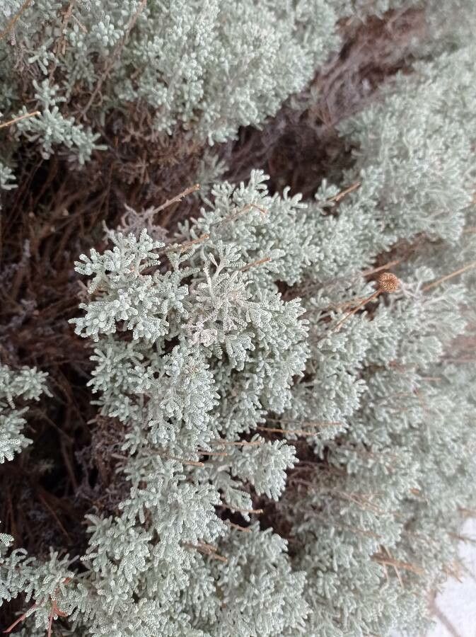 Santolina decumbens leaf