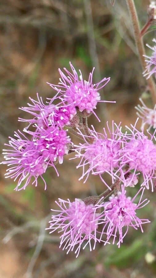 Liatris squarrulosa — search result for 'Liatris'