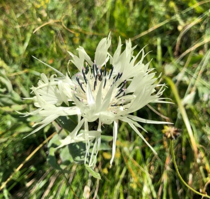 Centaurea cheiranthifolia flower