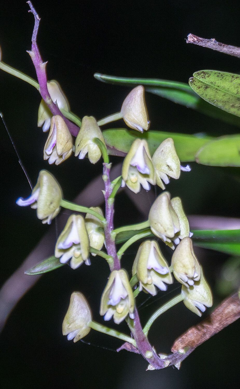 Polystachya thomensis — houseplant care guide