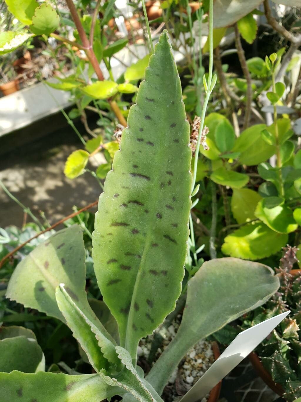 Huernia thuretii leaf