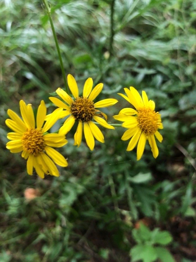 Jacobaea aquatica flower