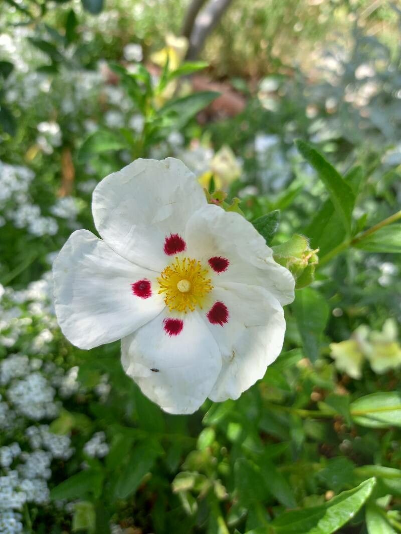 Cistus x dansereaui flower