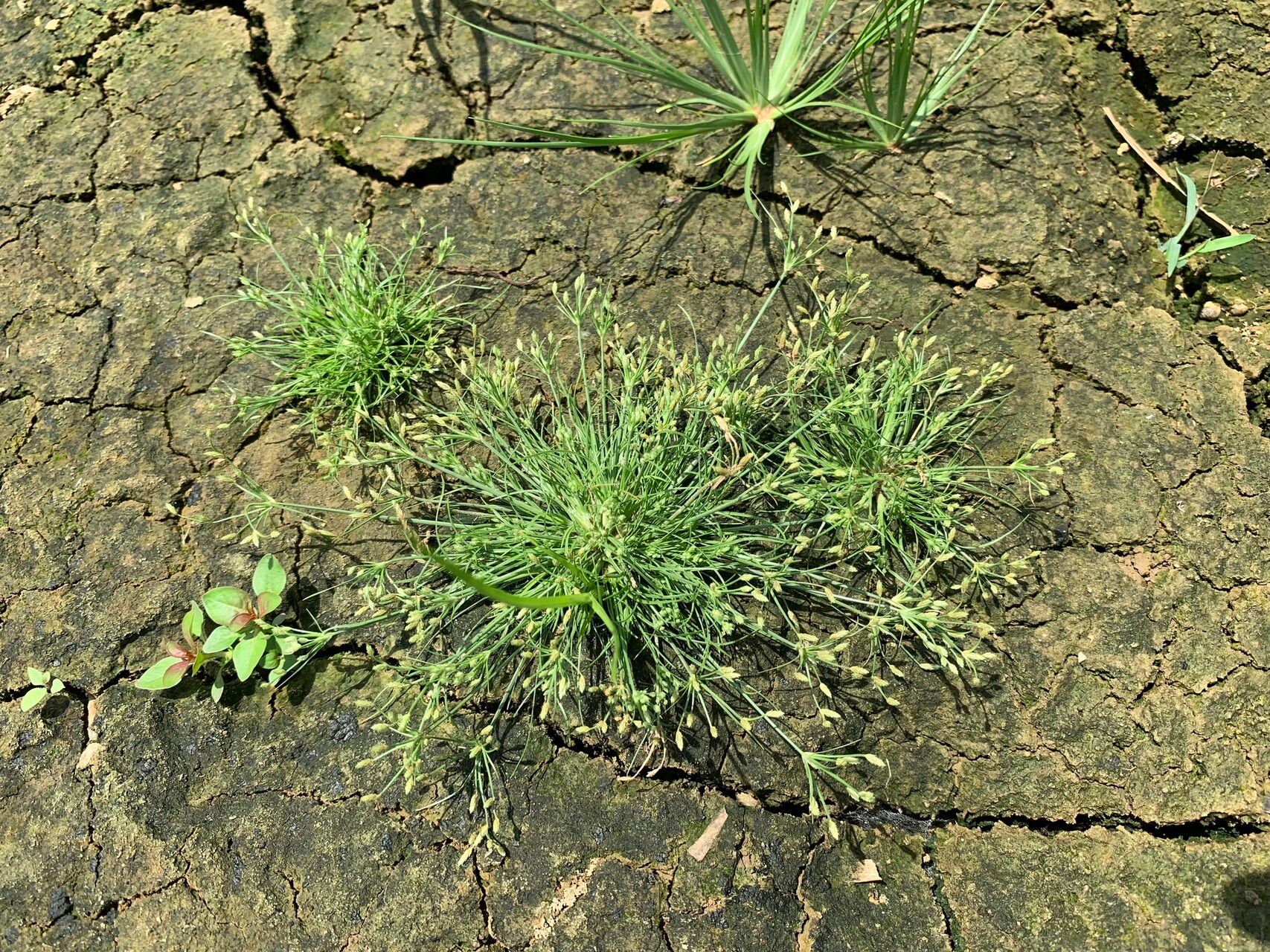 Fimbristylis aestivalis habit