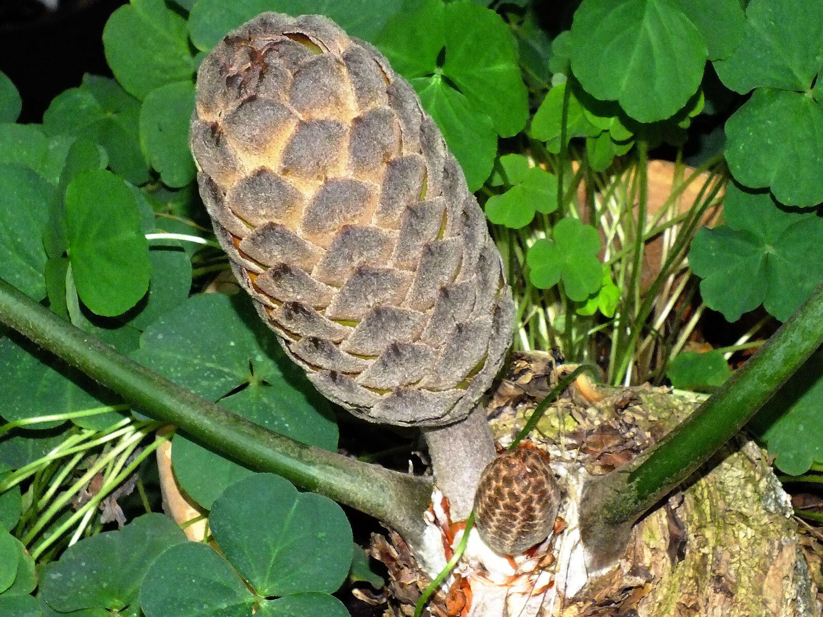 Stangeria eriopus flower