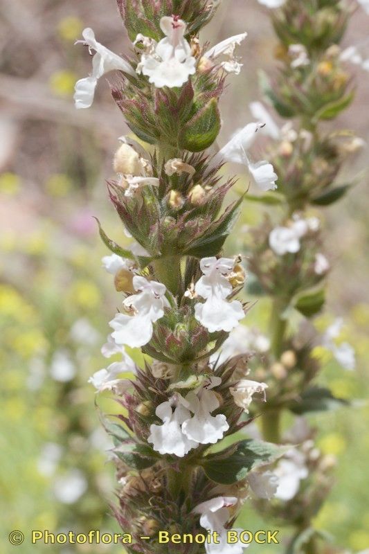 Nepeta granatensis flower