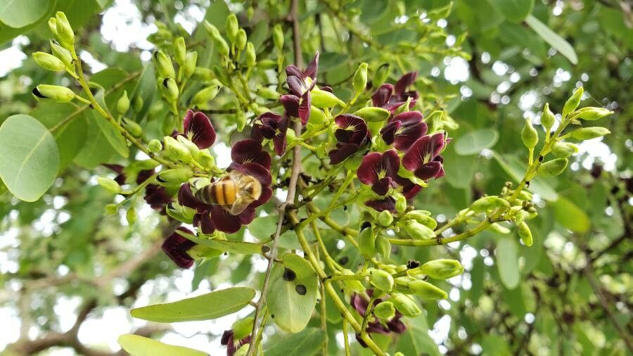 Dalbergia miscolobium flower