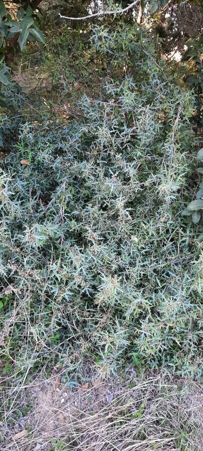 Mahonia trifoliolata leaf