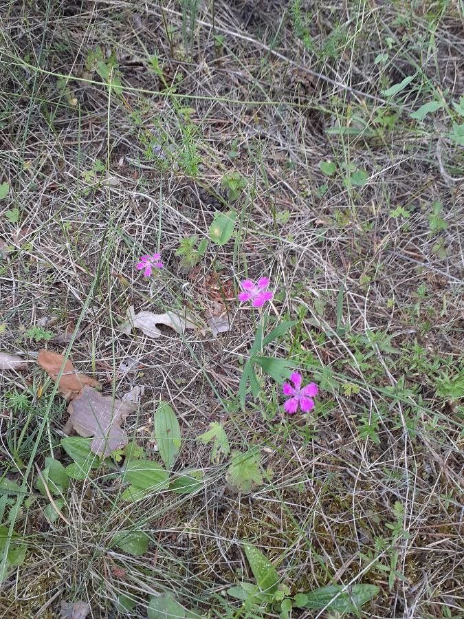 Dianthus deltoides fruit