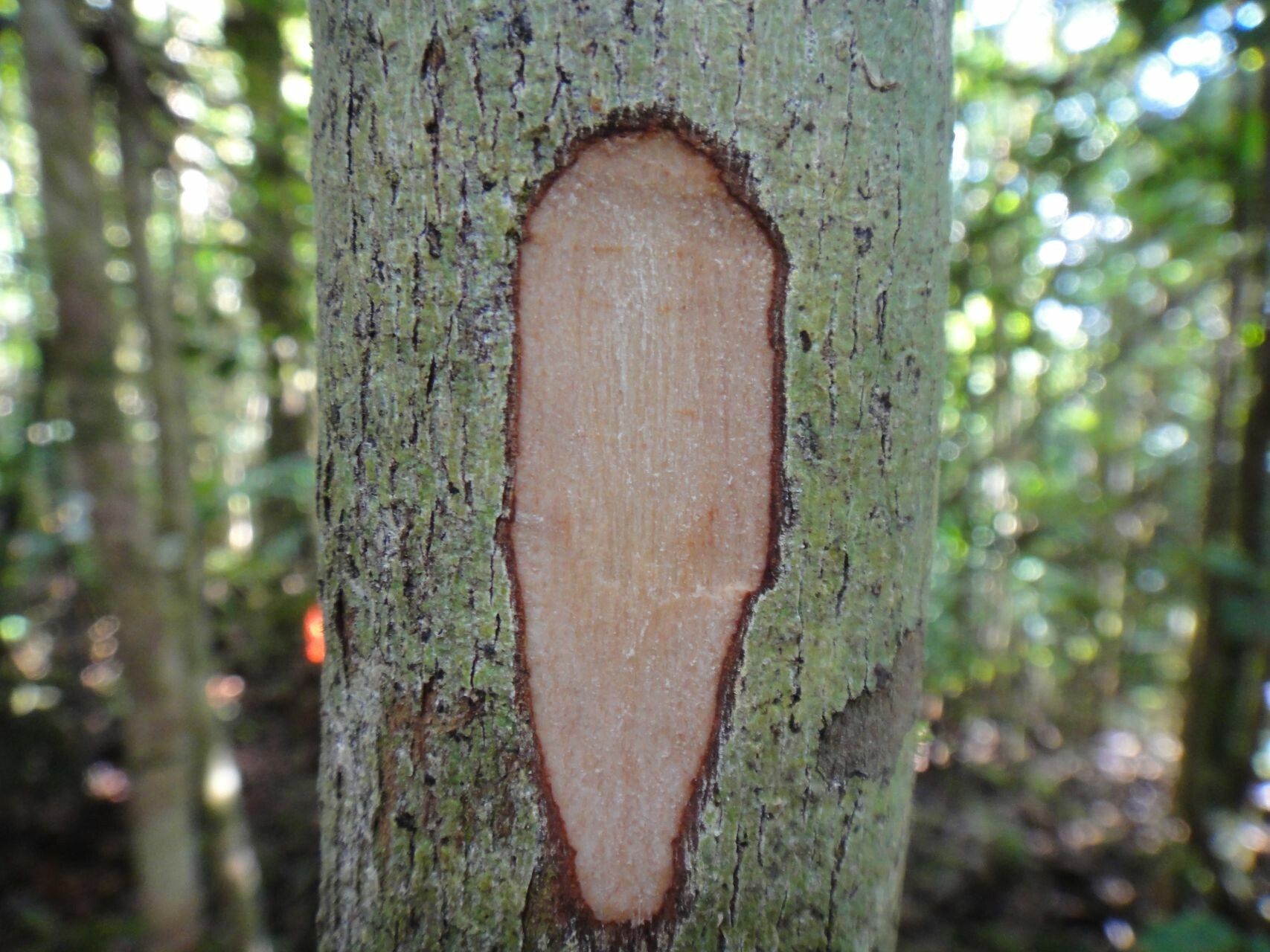 Syzygium lifuanum bark