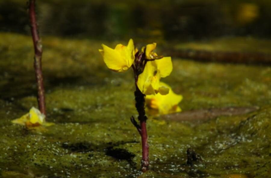 Utricularia vulgaris habit