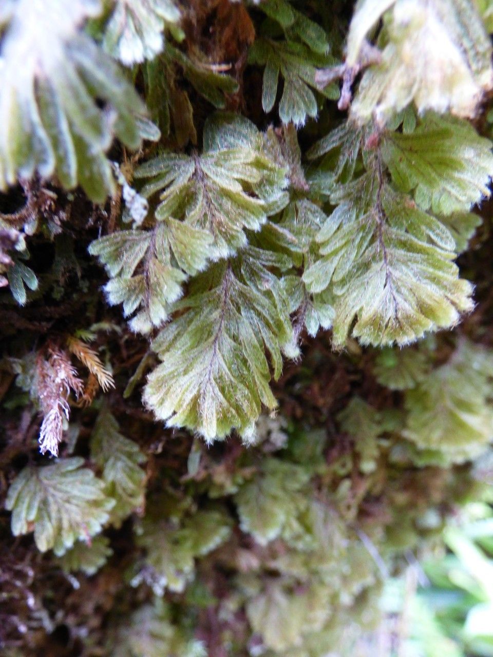 Hymenophyllum capillare habit