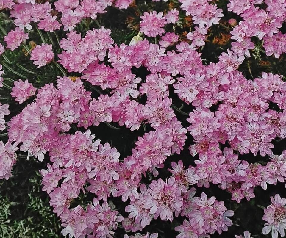 Armeria humilis habit