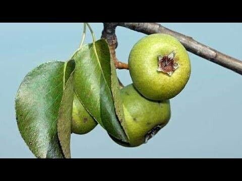 Pyrus pyraster fruit