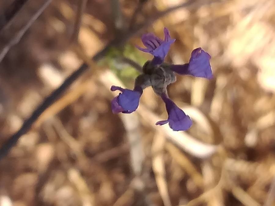 Lavandula maroccana flower