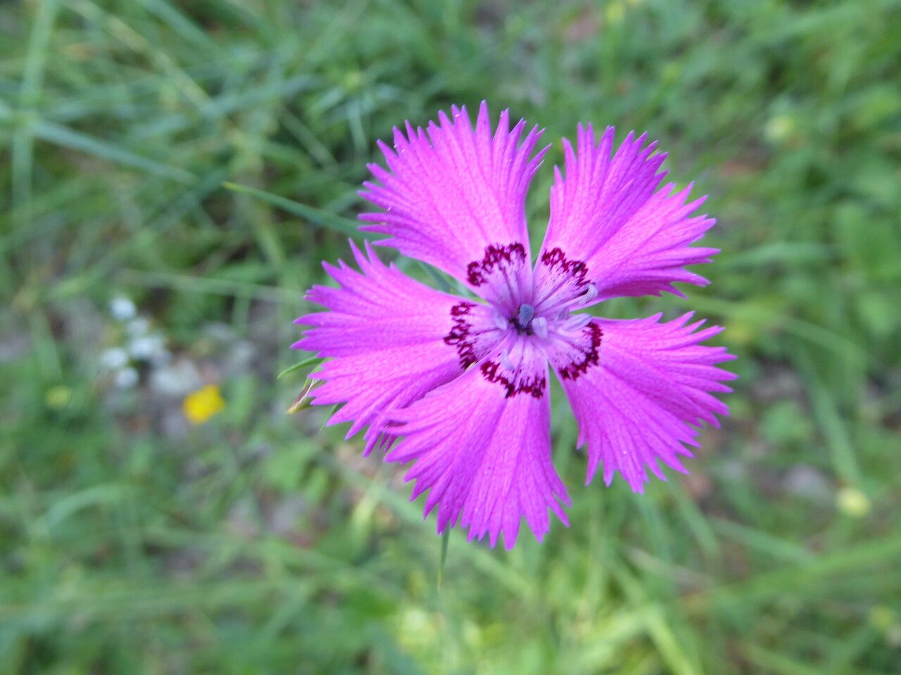 Dianthus furcatus flower