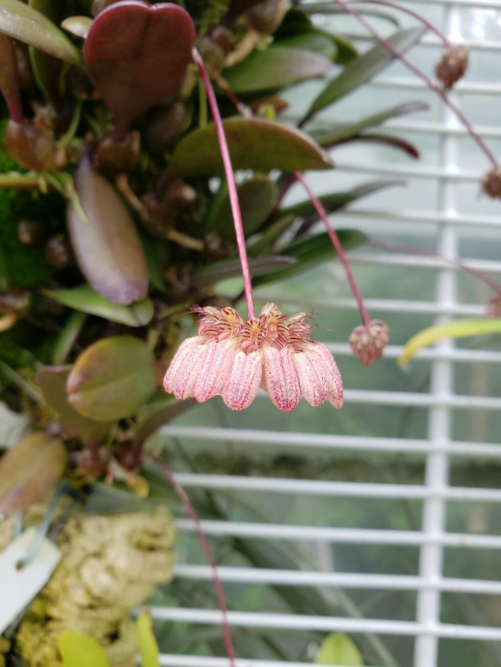 Bulbophyllum corolliferum flower