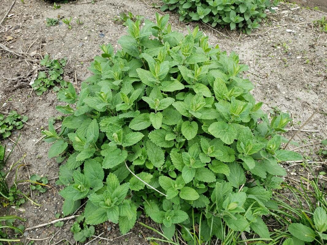 Nepeta grandiflora habit