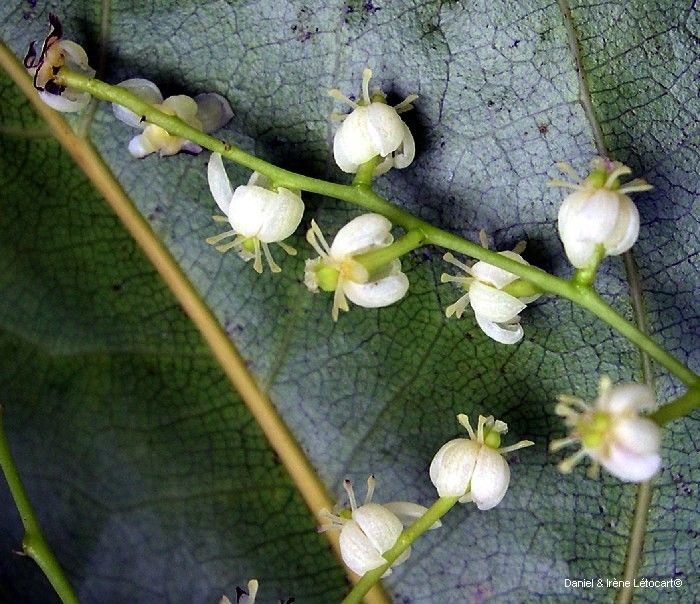Clematis novocaledoniaensis flower