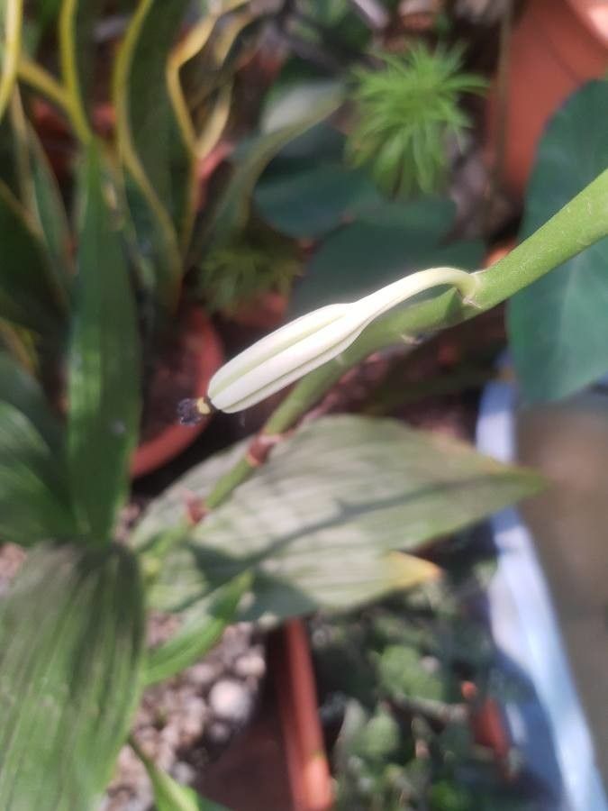 Phaius tankervilleae fruit