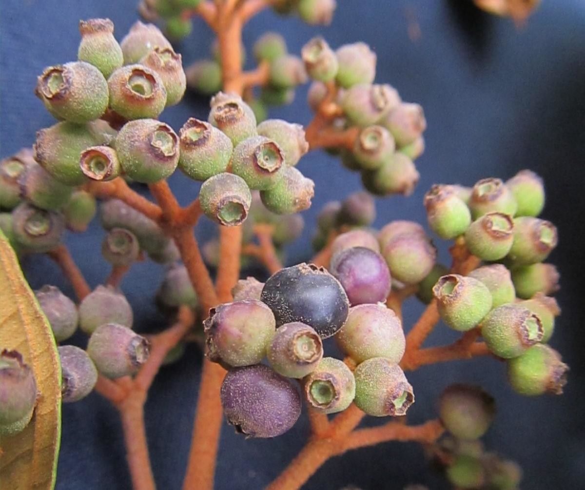 Miconia caudata fruit