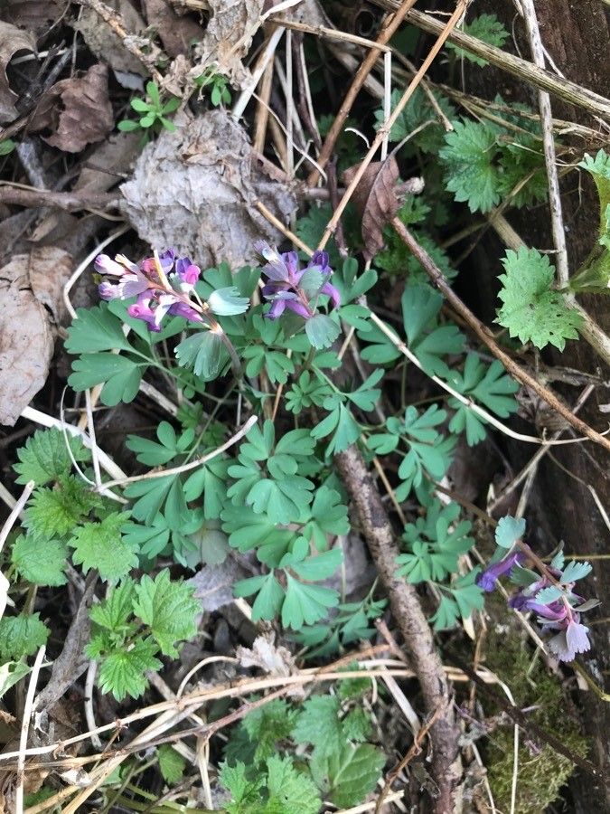 Corydalis × hausmannii habit