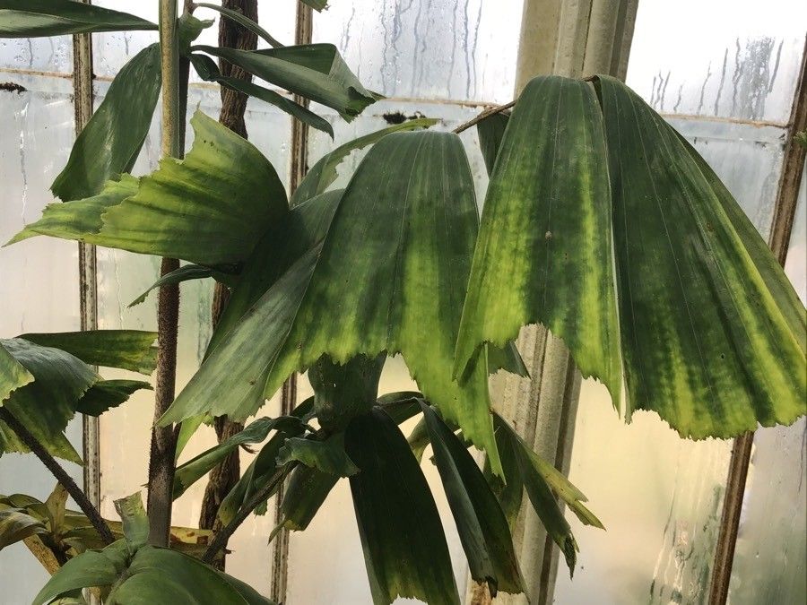 Normanbya normanbyi — houseplant care guide