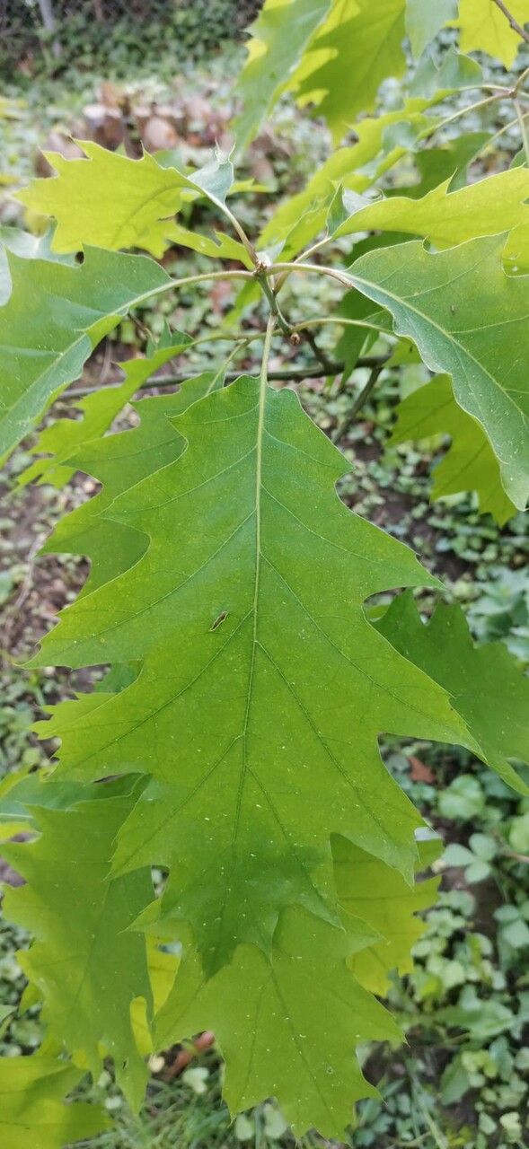 Quercus ilicifolia leaf