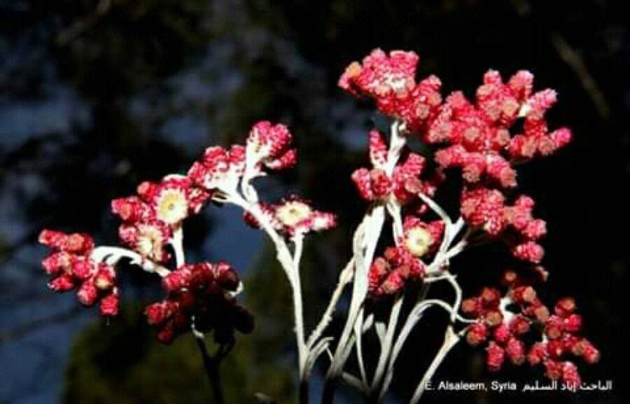 Helichrysum sanguineum flower