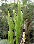 Kalanchoe linearifolia — search result for 'Kalanchoe'