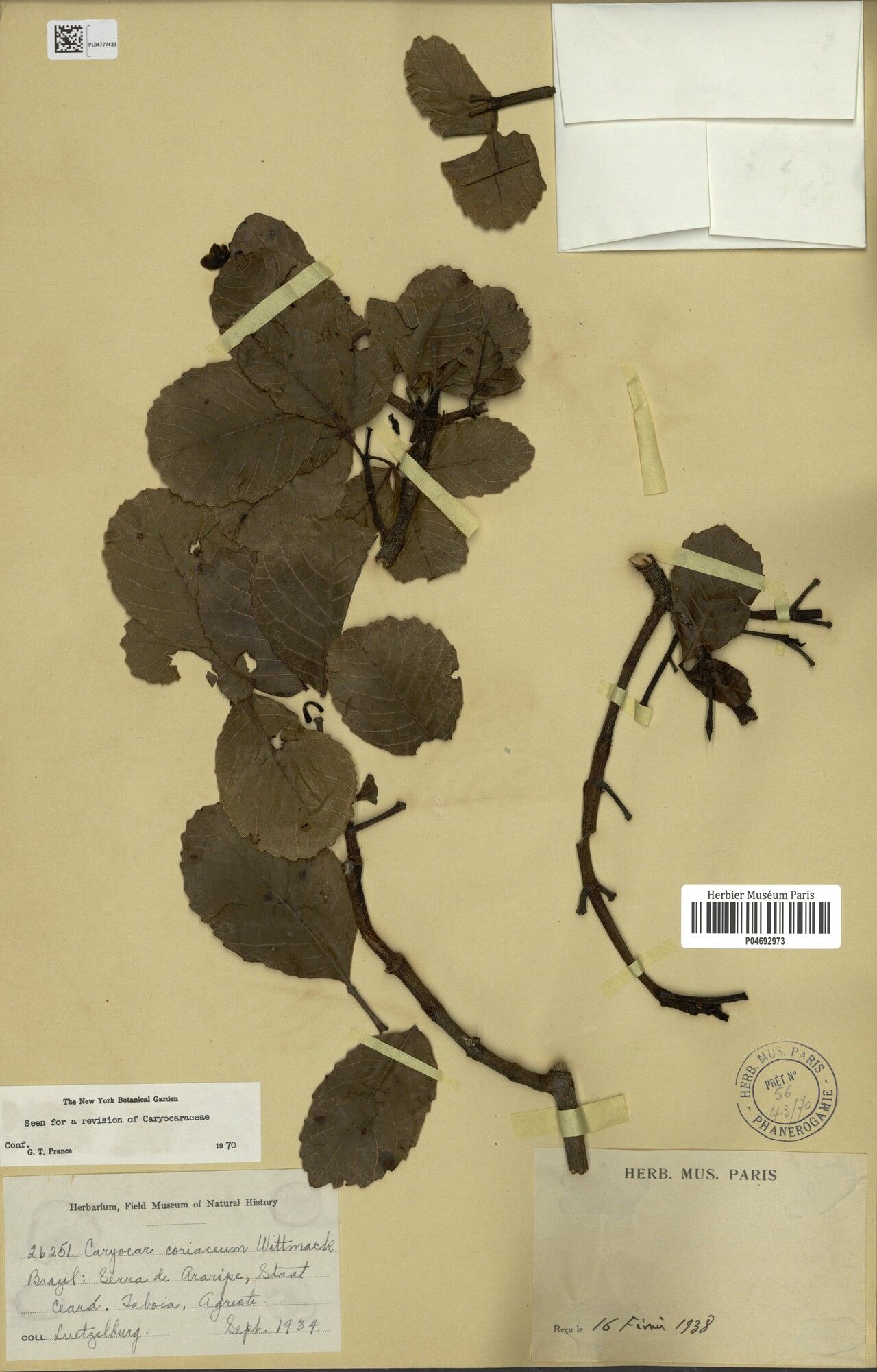 Caryocar coriaceum — related species from the same genus