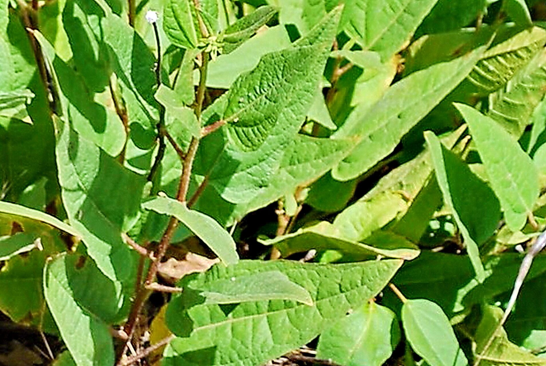 Agnorhiza reticulata — related species from the same genus