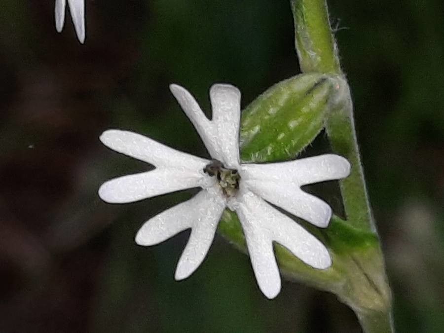 Silene nocturna flower