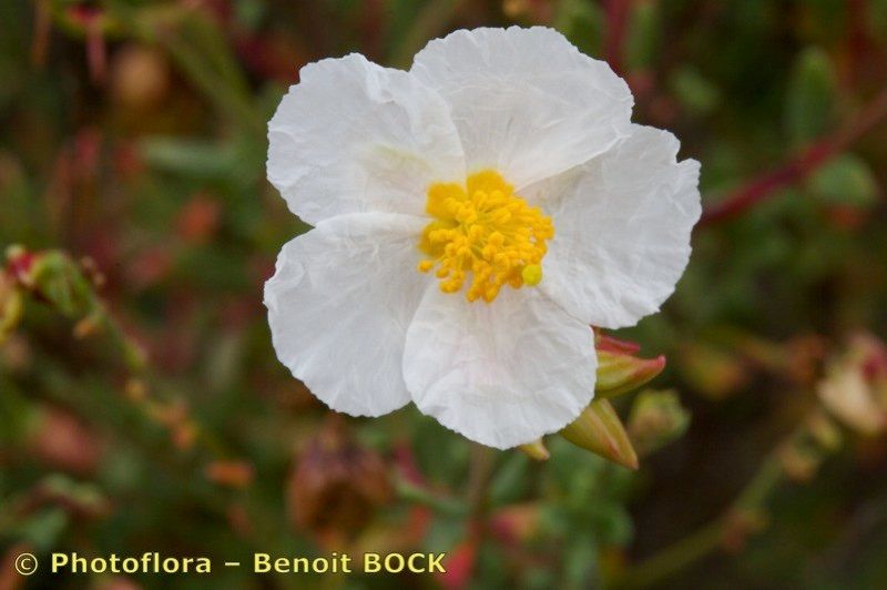 Helianthemum neopiliferum flower