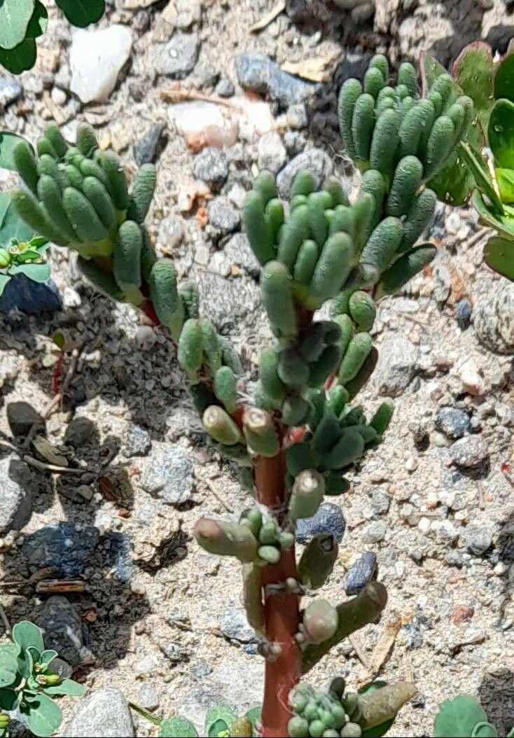 Portulaca perennis — houseplant care guide