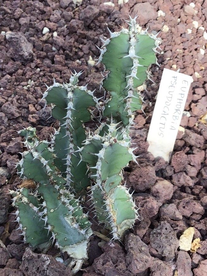 Euphorbia pseudocactus — houseplant care guide