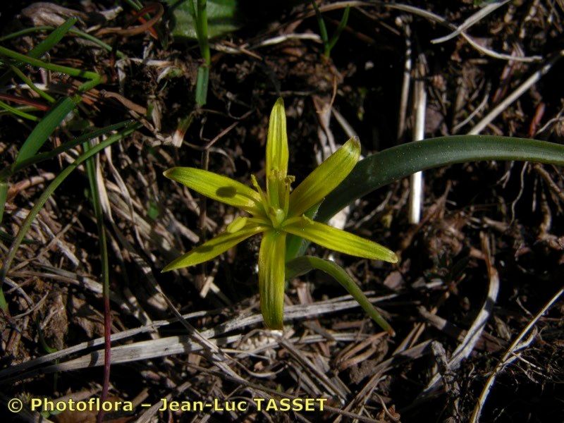 Gagea × pomeranica — search result for 'Gagea'