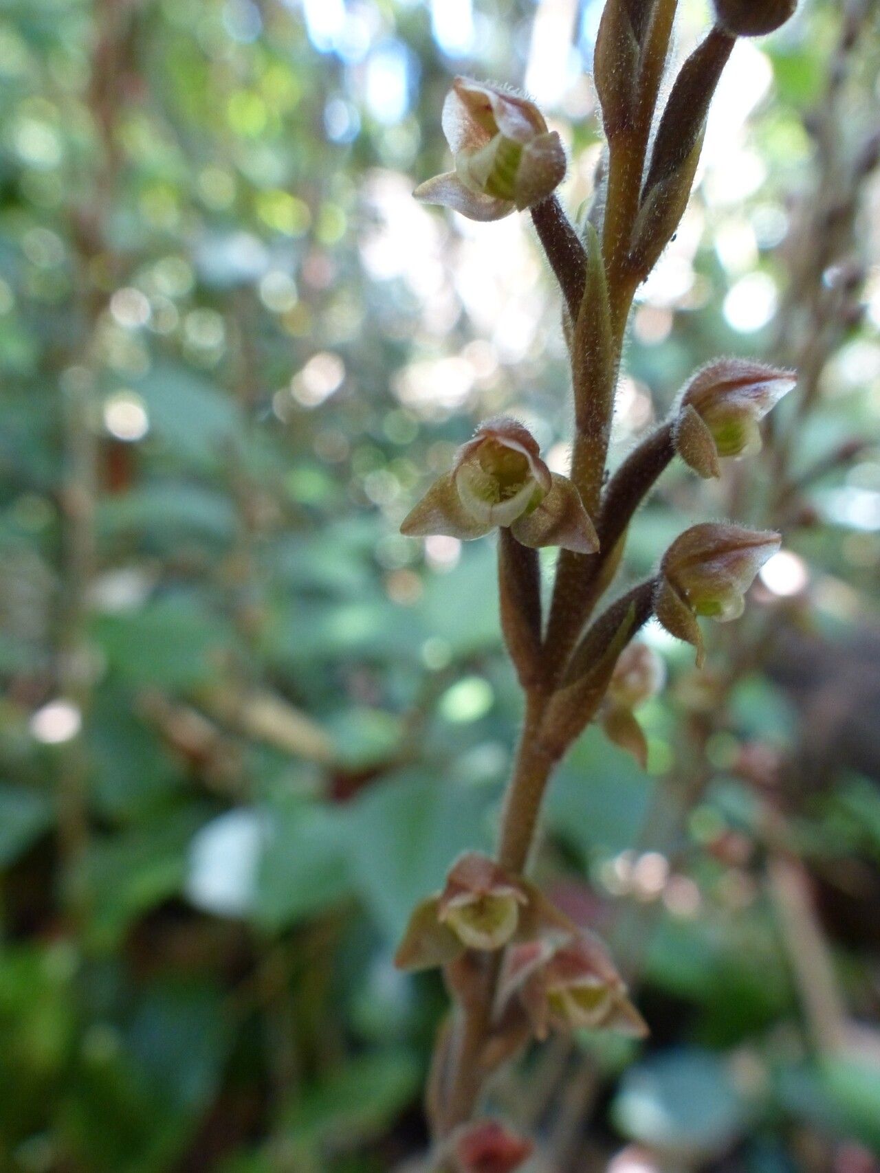 Goodyera afzelii — related species from the same genus