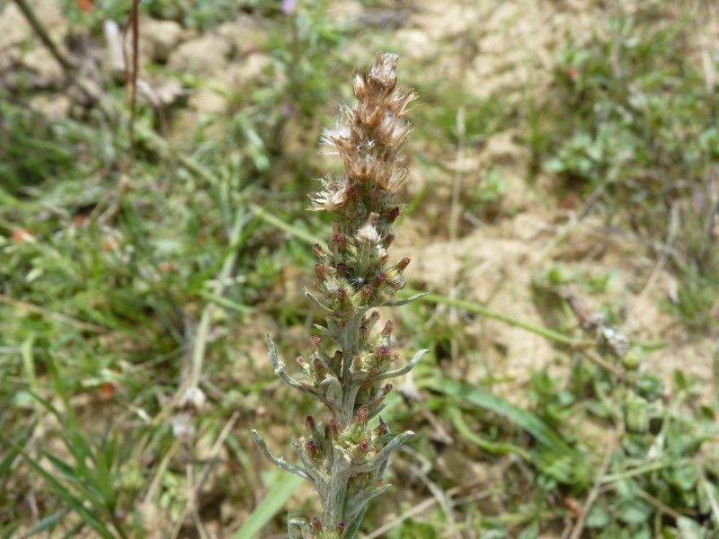 Gamochaeta antillana habit