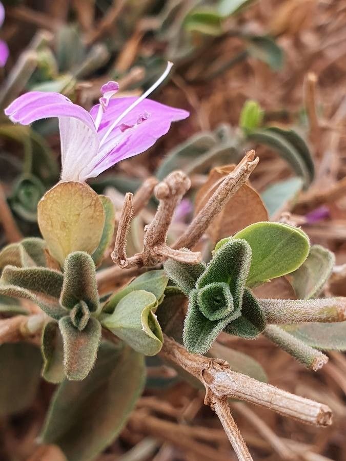 Dicliptera napierae — houseplant care guide